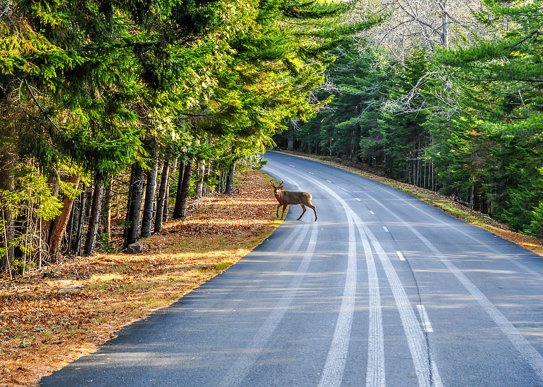 A deer crossing a road in Arcadia National Park.