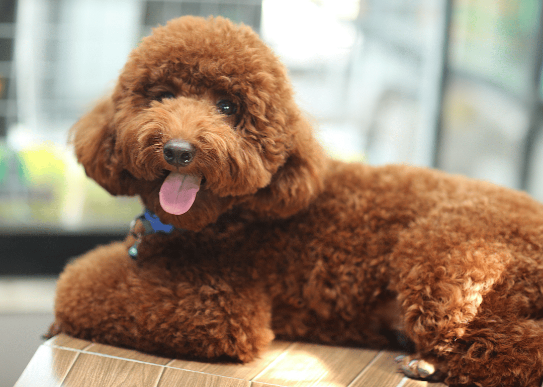#13. Poodle