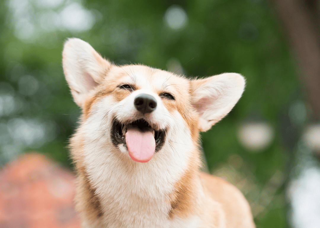 #12. Corgi