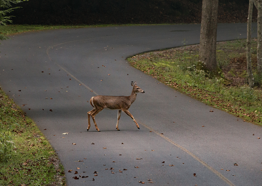 A deer crossing a road.