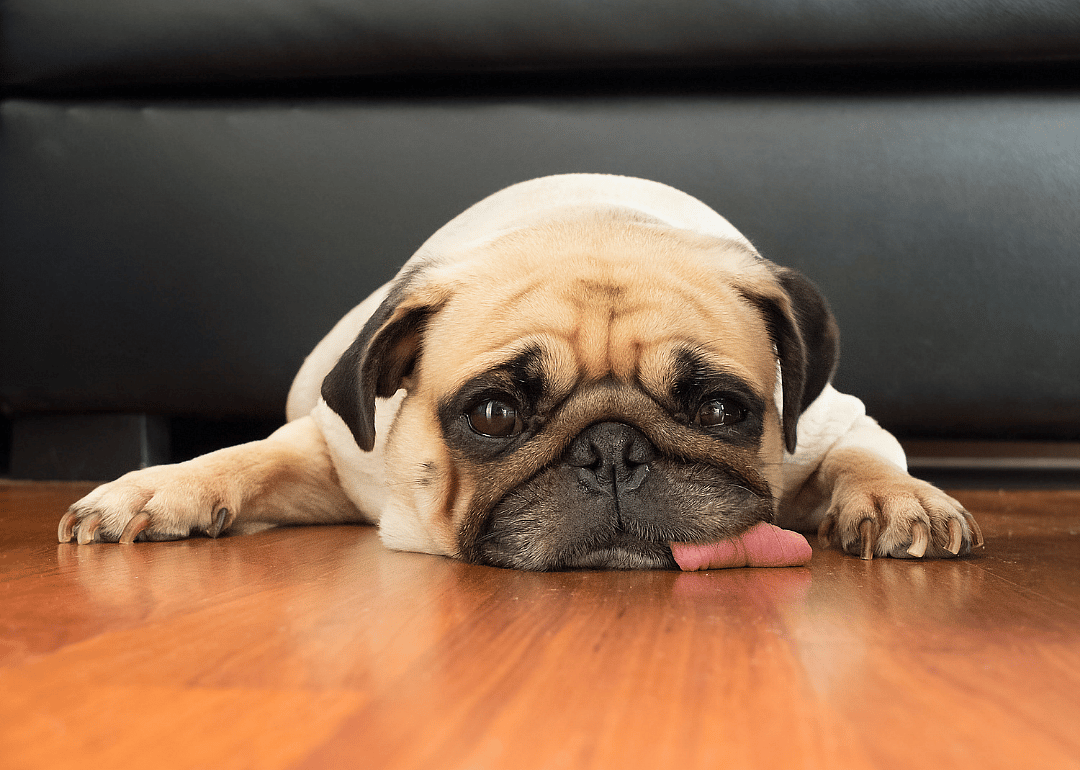 #11. Pug