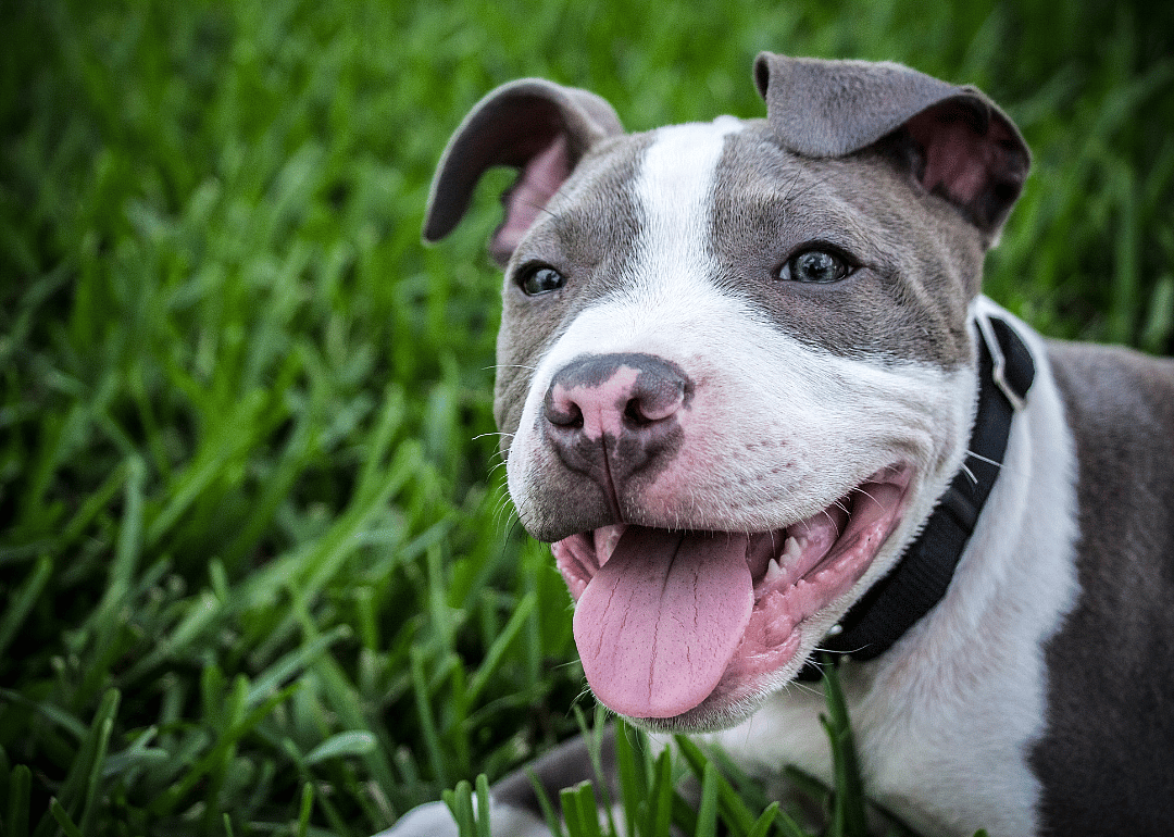 #9. Pit bull