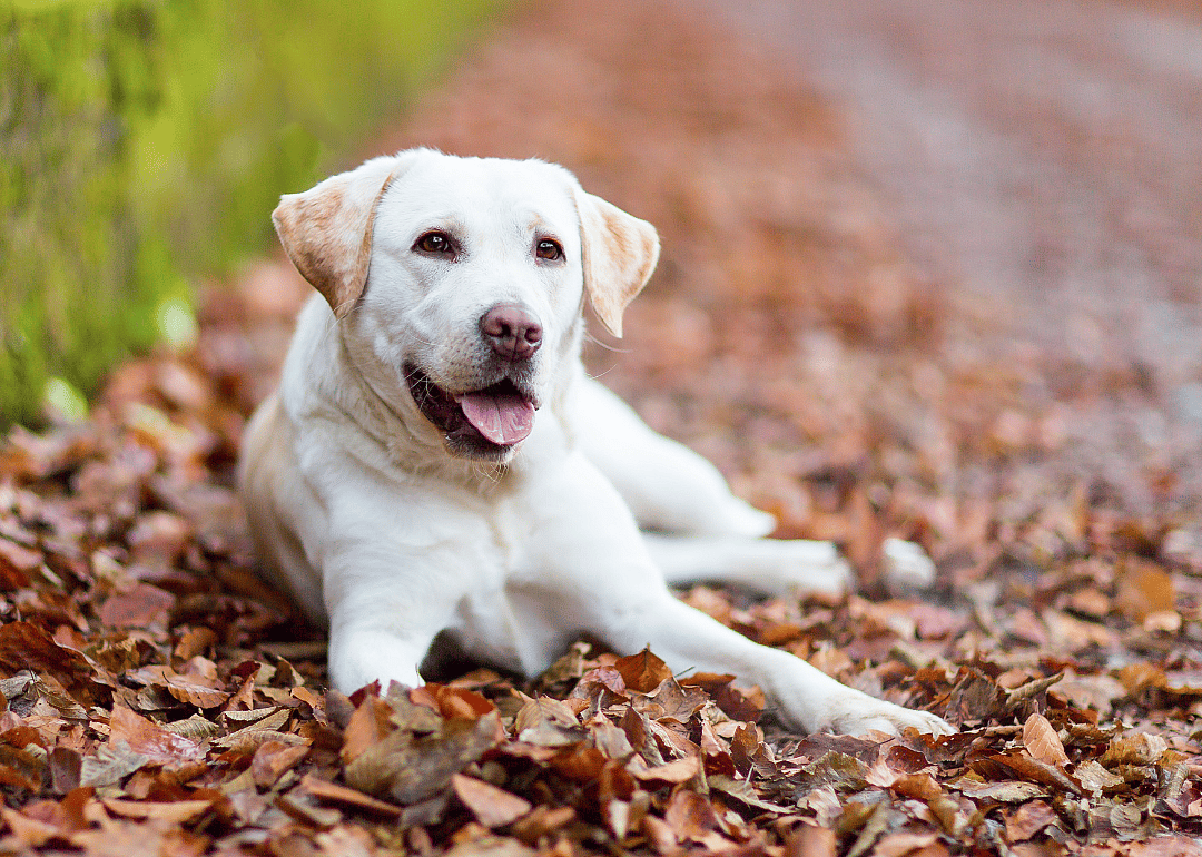 #8. Labrador retriever