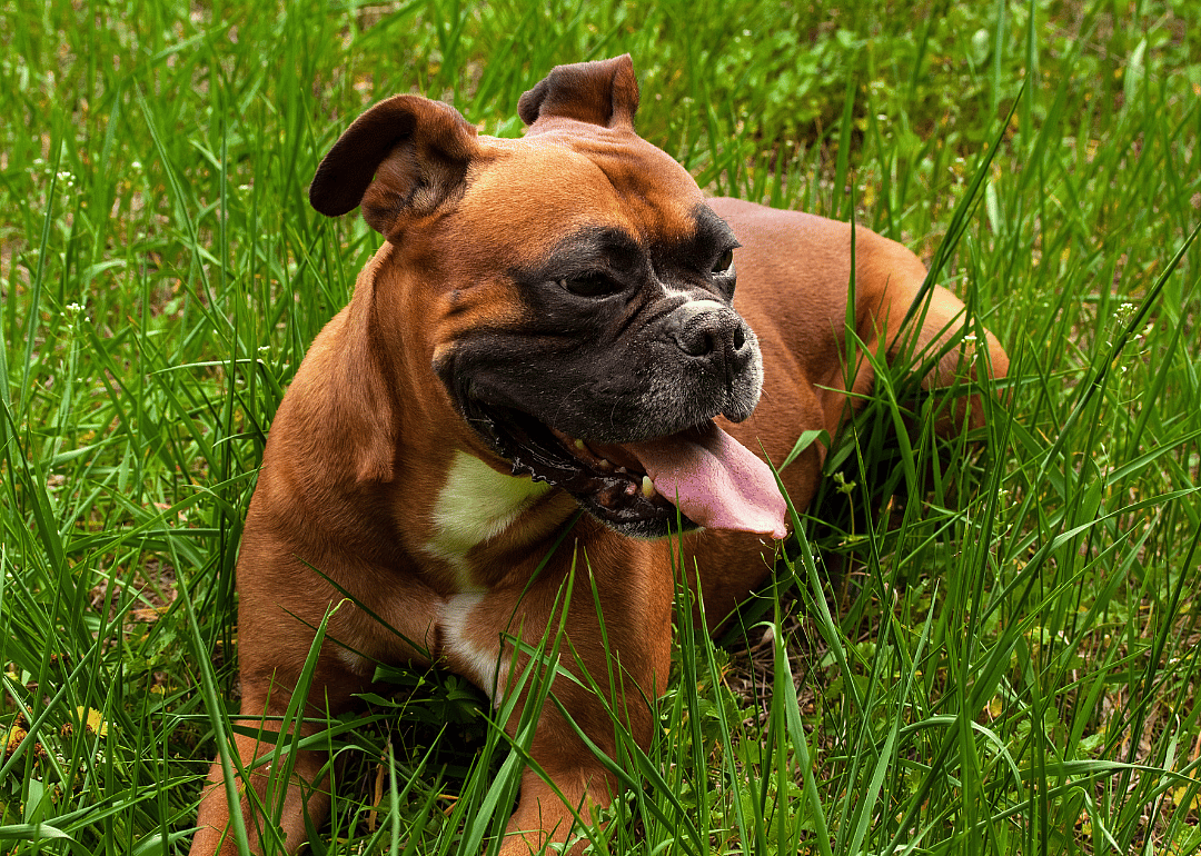 #6. Boxer