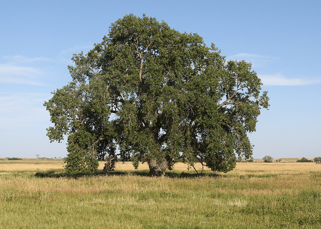 #15. Bennett County and Oglala Lakota County