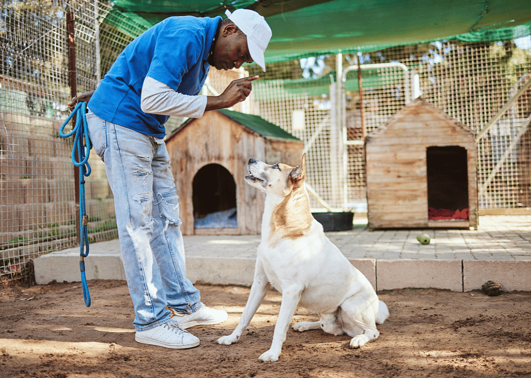 An animal trainer working with a dog.