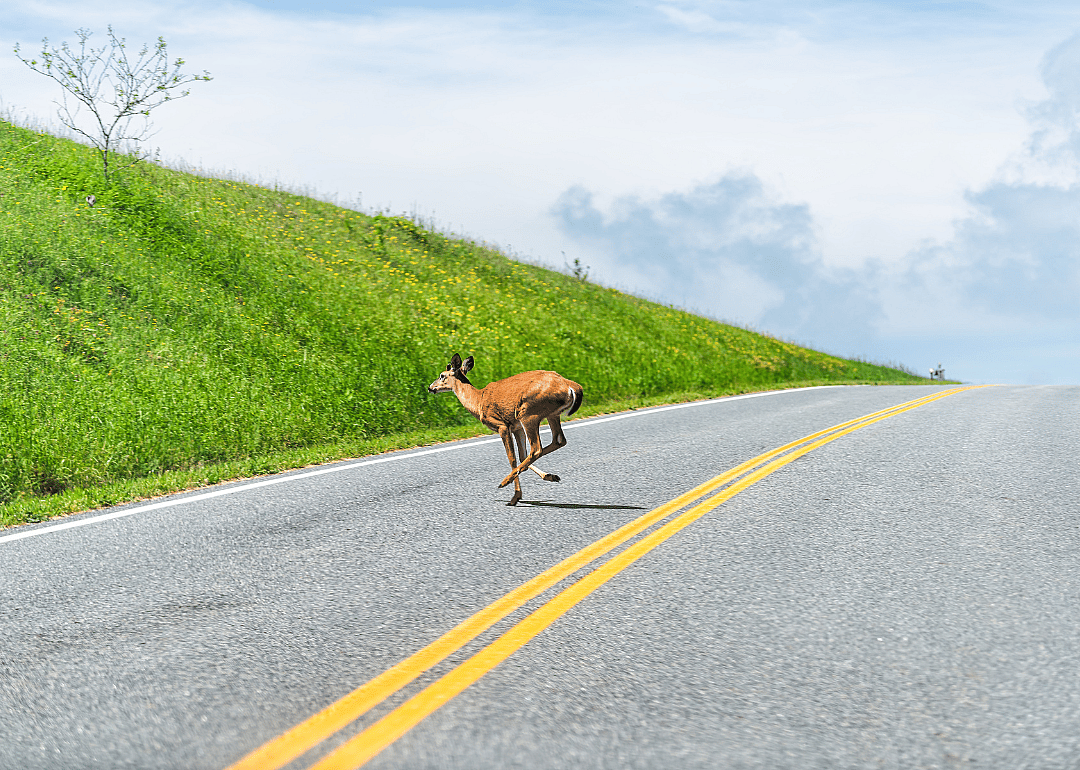 A deer running across a road in Shenandoah National Park.