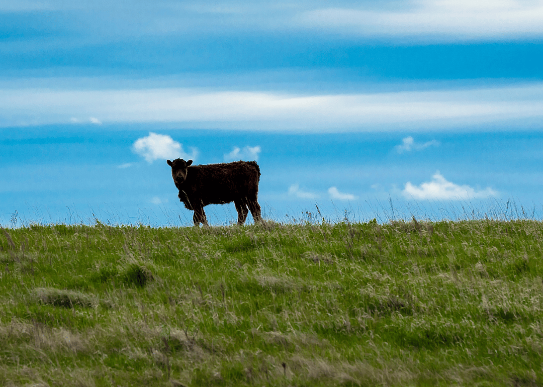 #51. Sioux County