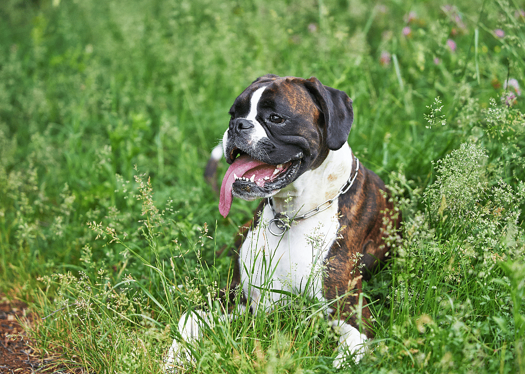 A Boxer smiling in the grass