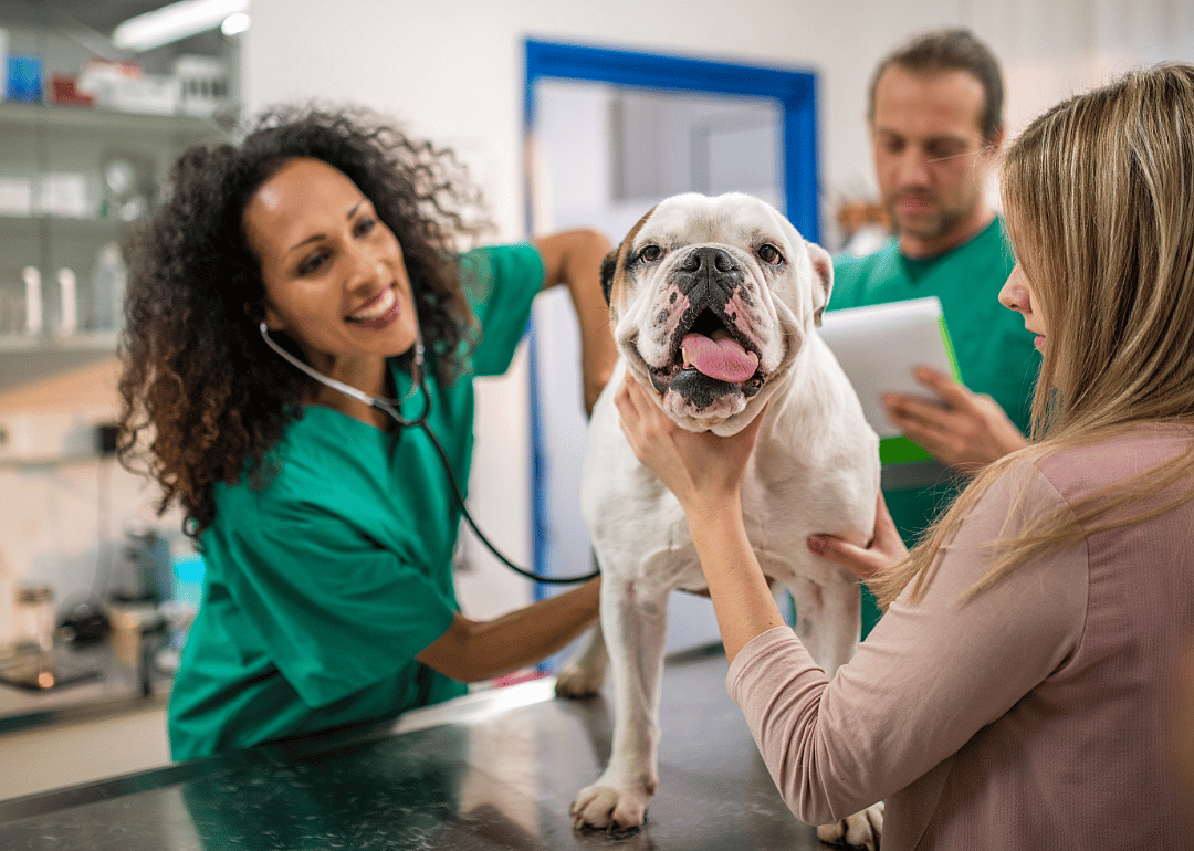 A vet wearing a stethoscope listens to the chest of the bulldog's on the table. Another professional writes on a paper while the dog's owner comforts the dog. 