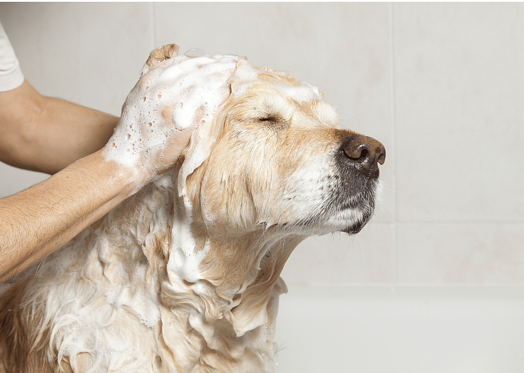 Whiskers Resort & Pet Spa
