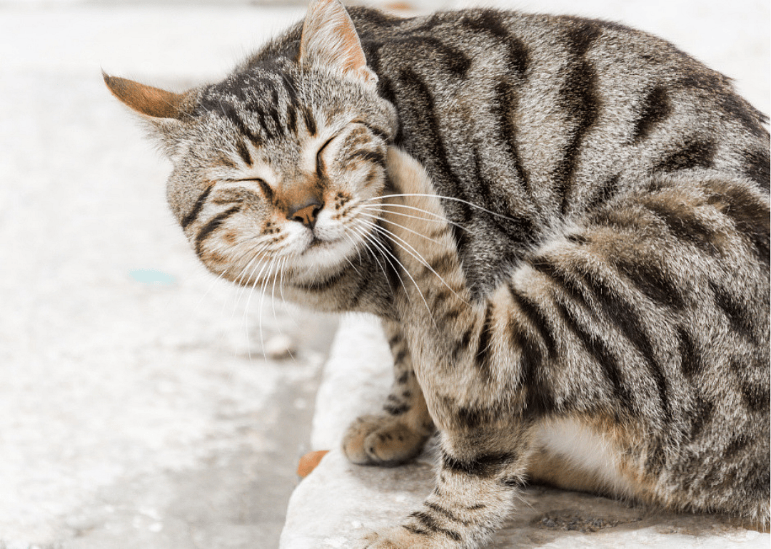 Why is my cat always scratching its ears?