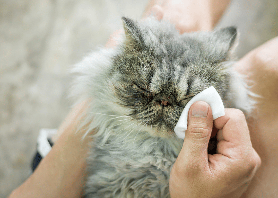 Why are my cat's eyes so watery all the sudden?