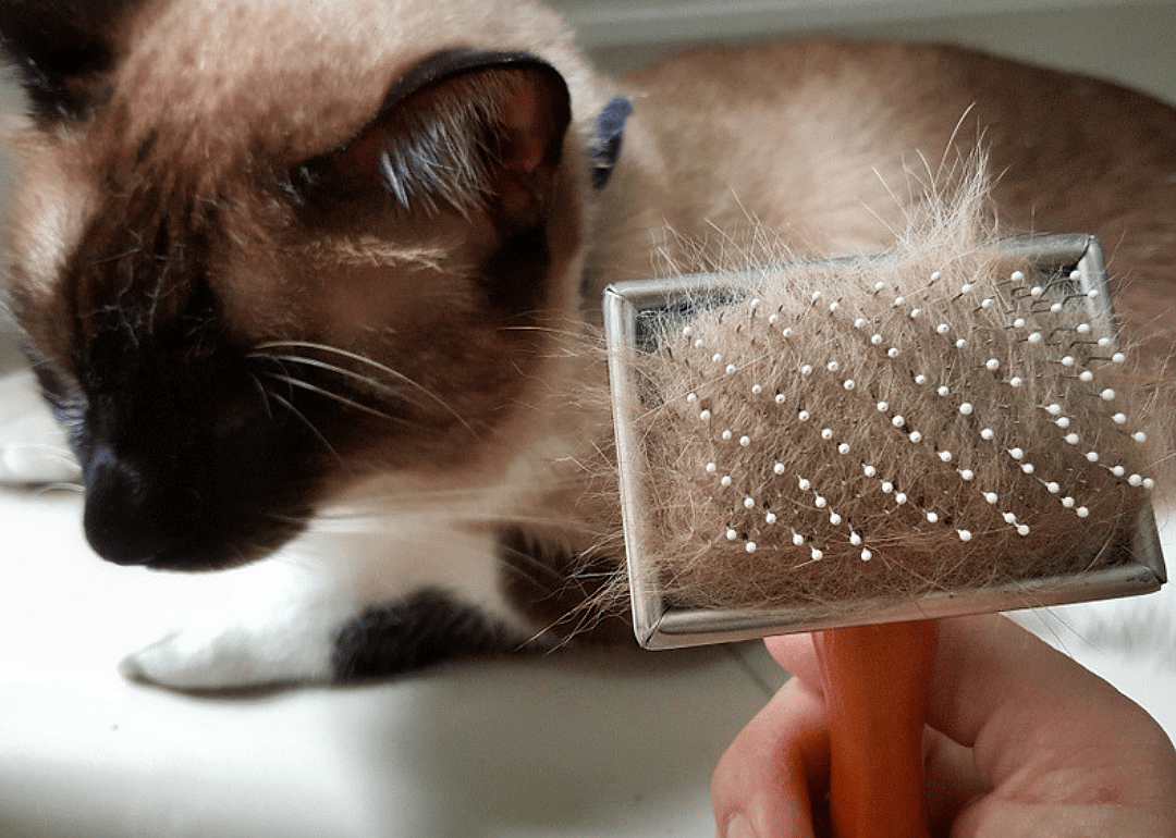 What am I going to do about all this cat hair?