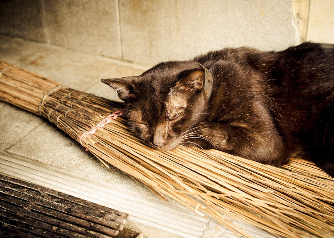 Did people really once associate cats with witchcraft?