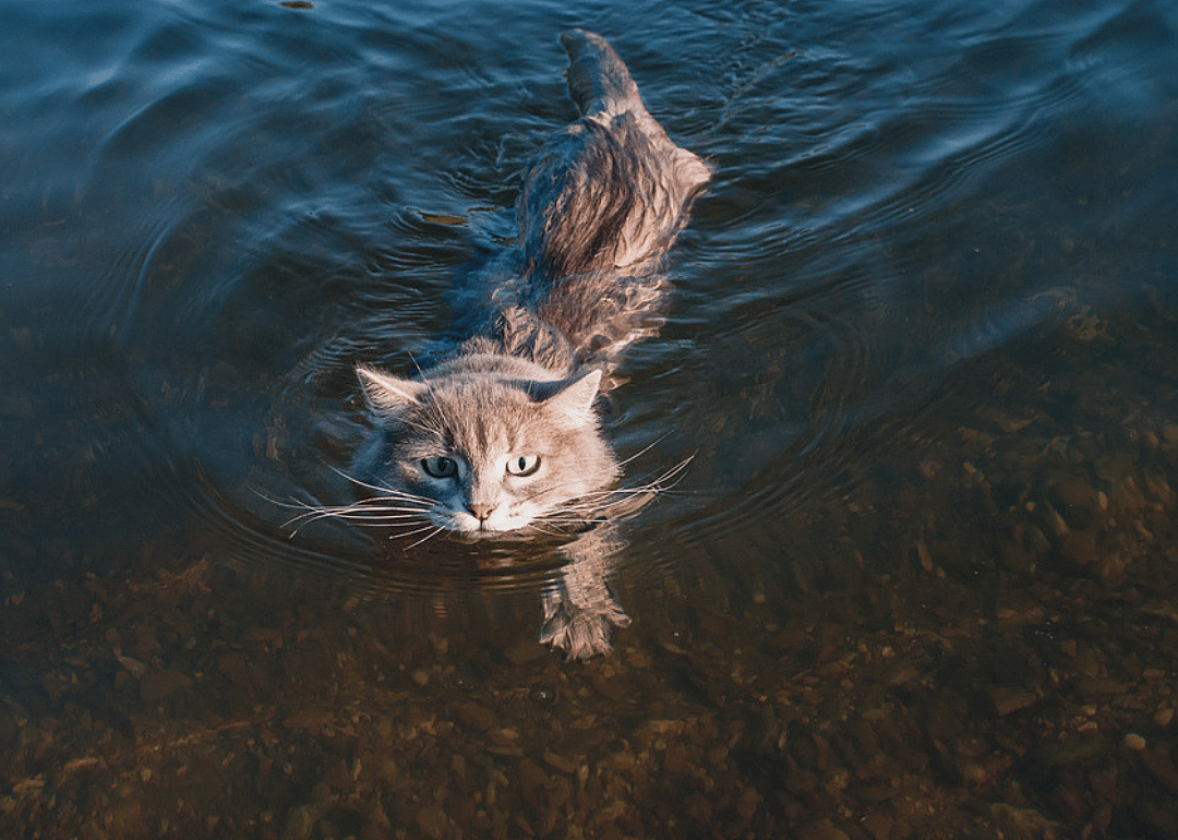 Isn't there a breed of cat that loves water?
