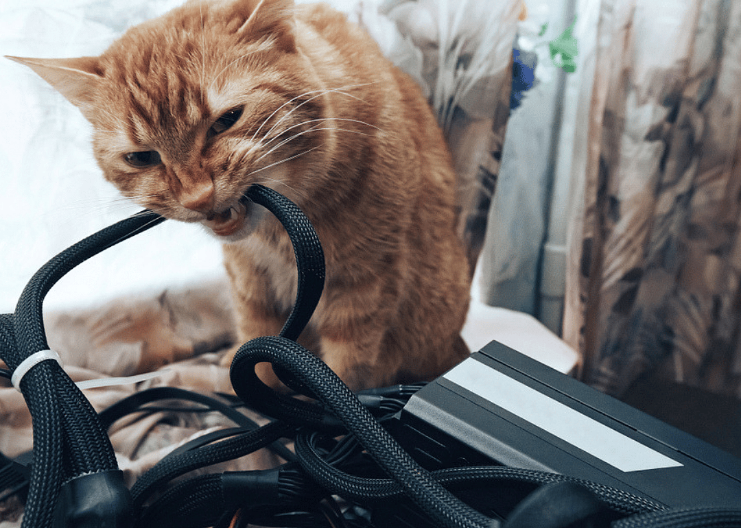 My cat won't stop eating my wires. What should I do?