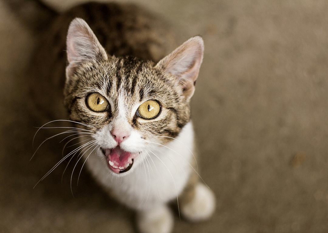 Why do kittens meow?