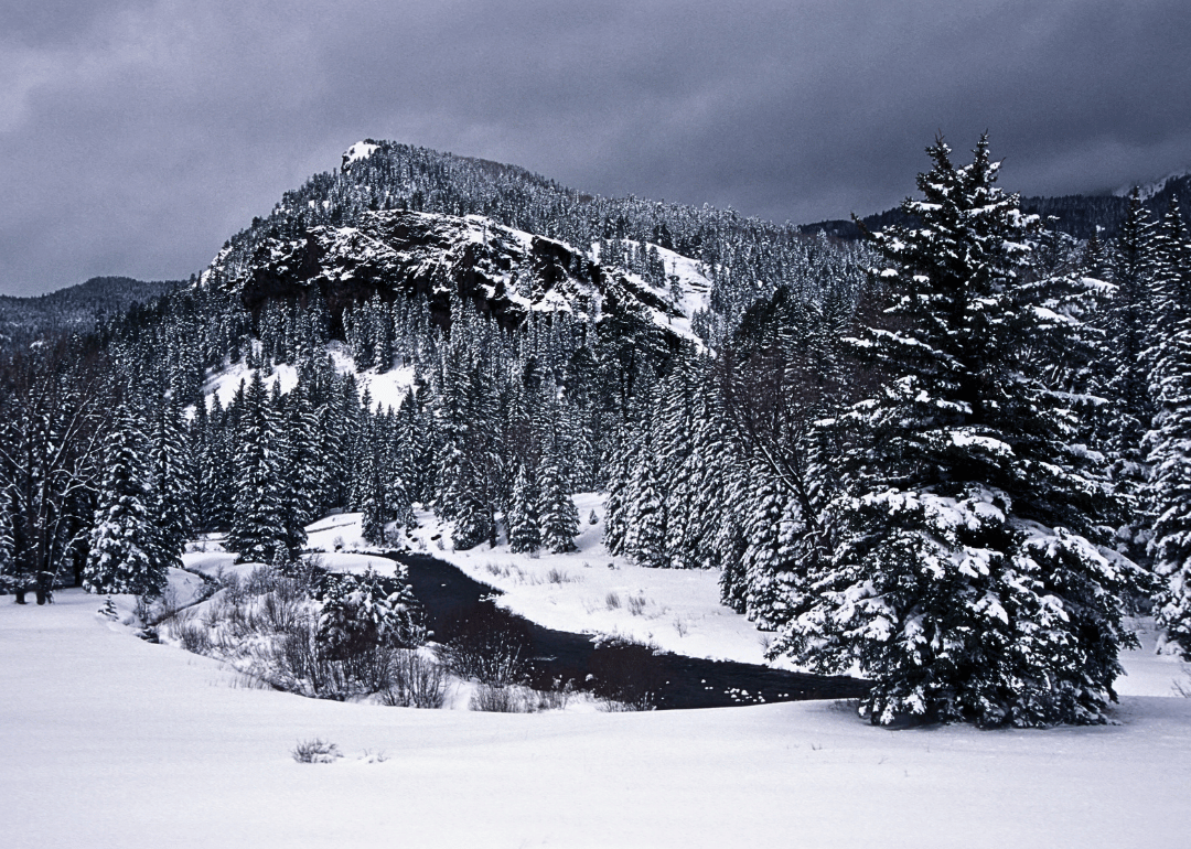 A snow-covered forest with a mountain in the background.