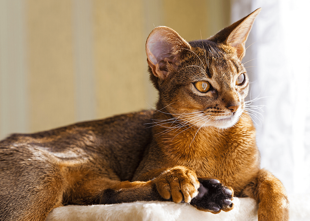 First named cat