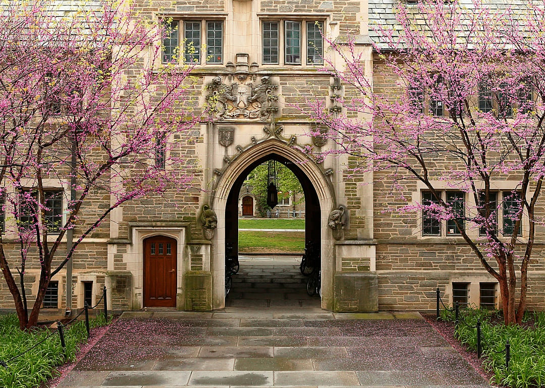 Purple blooming trees in front of Princeton.