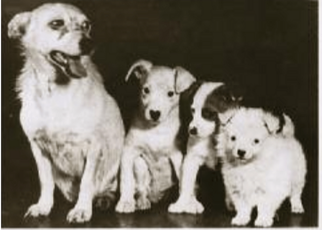 June 7, 1956: Albina and Kozyavka
