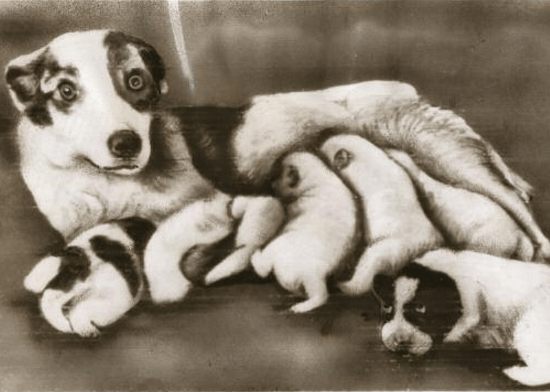 December 1, 1960: Mushka and Pchyolka