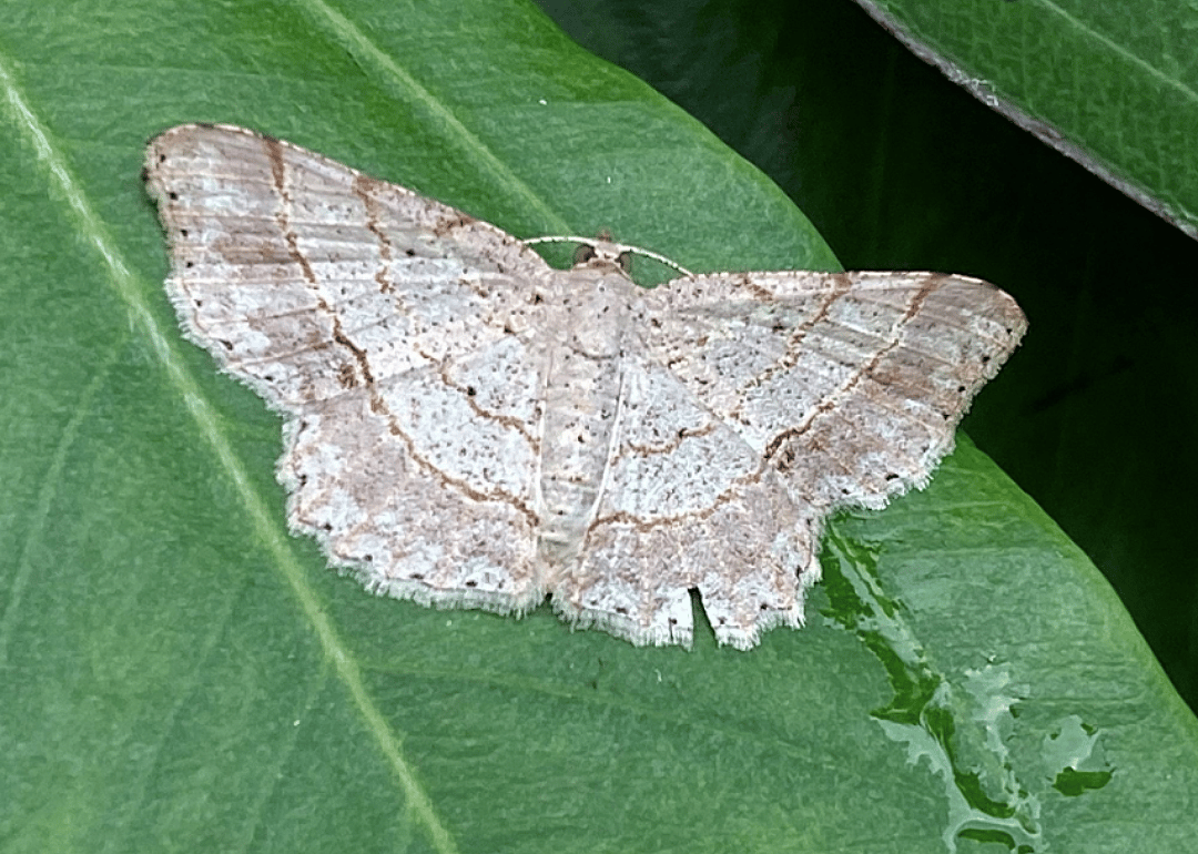 Moth (C. subexpressa)