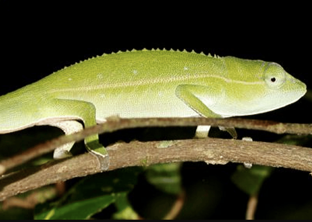 Chameleon (C. guillaumeti)