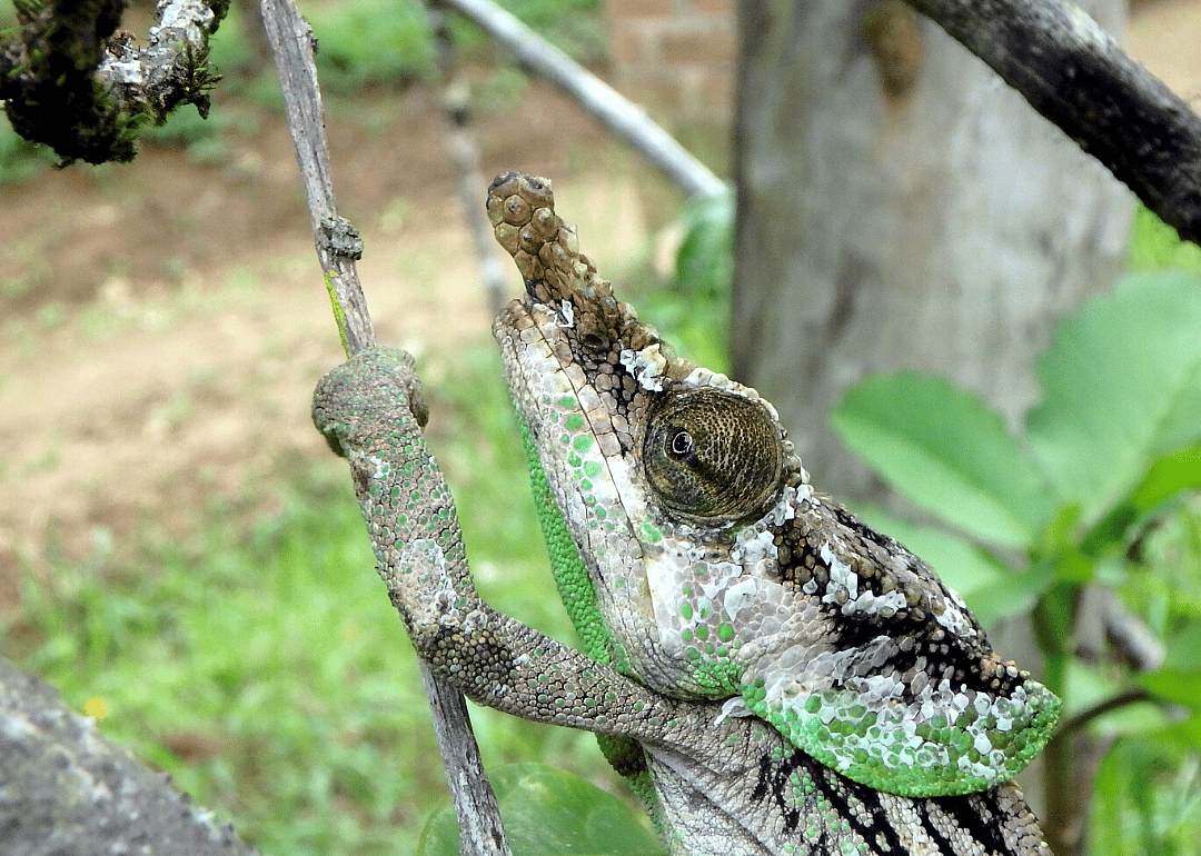 Chameleon (C. malthe)