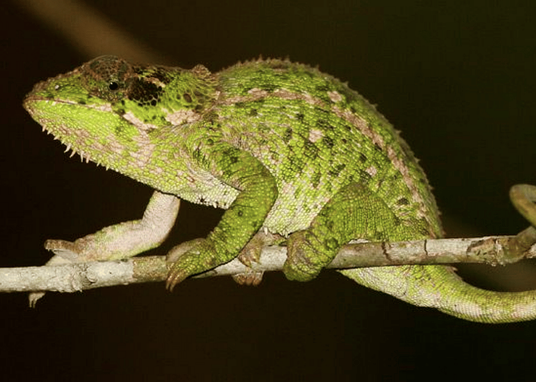 Chameleon (C. peltierorum)