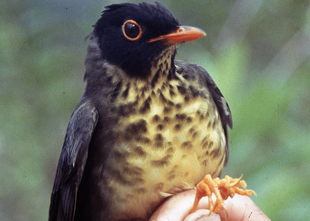 Spotted nightingale-thrush