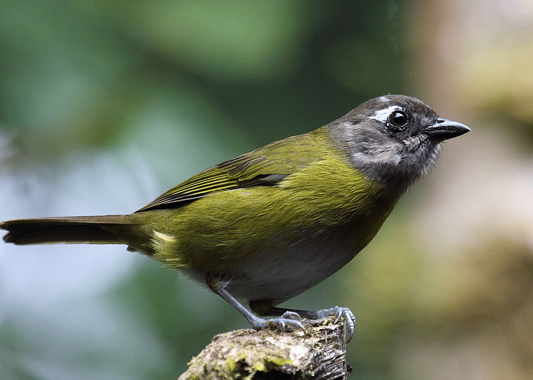 Brown-headed bush-tanager