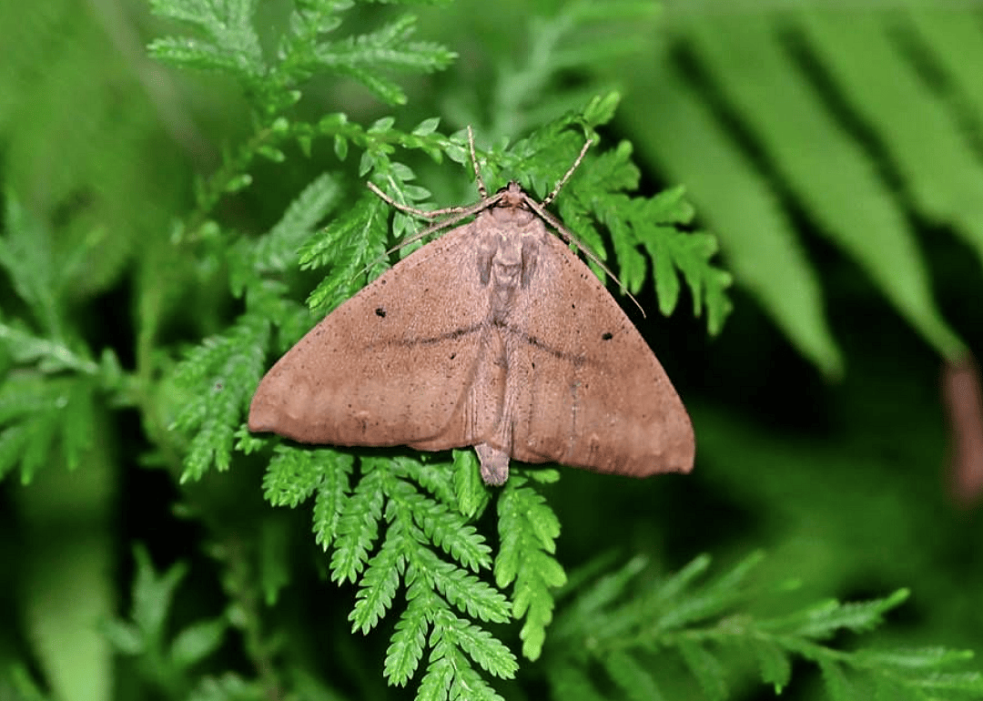 Moth (C. pseudobolima)
