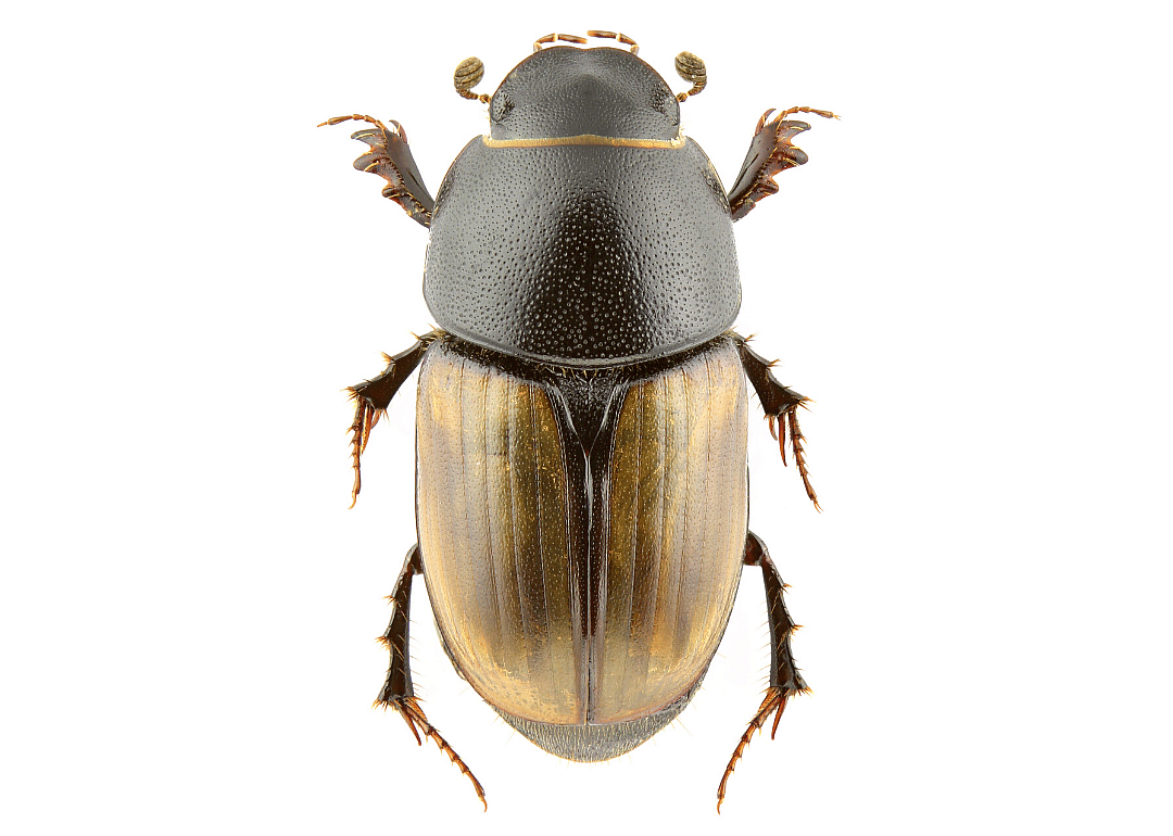 C. erraticus