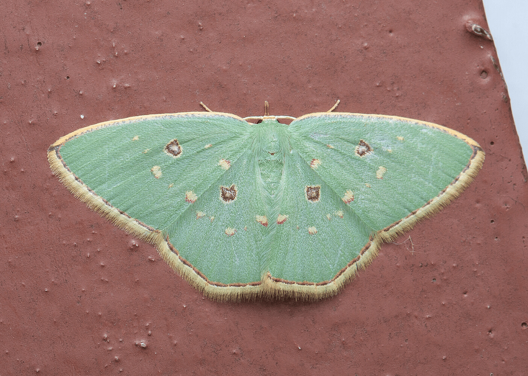 Moth (C.orestias)