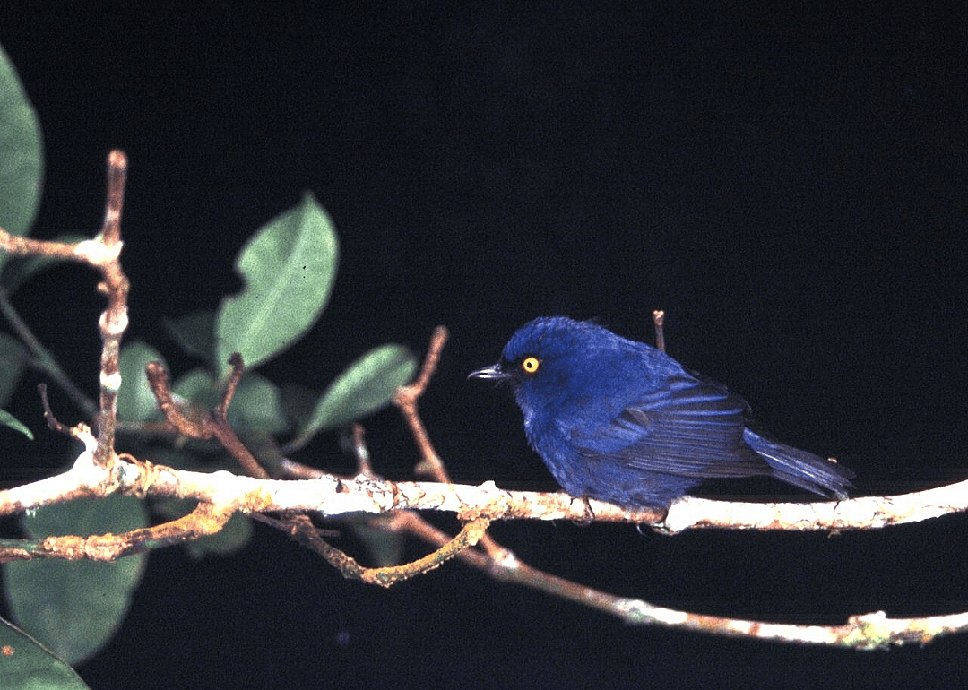 Deep-blue flower-piercer