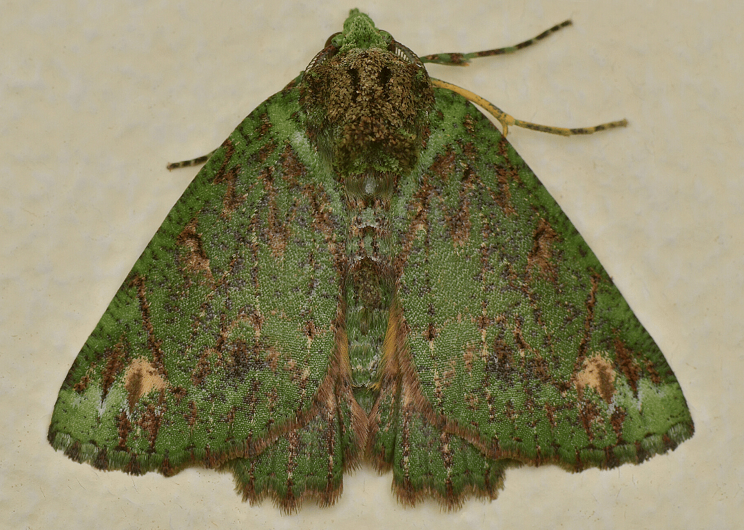 Moth (D. alaopis)
