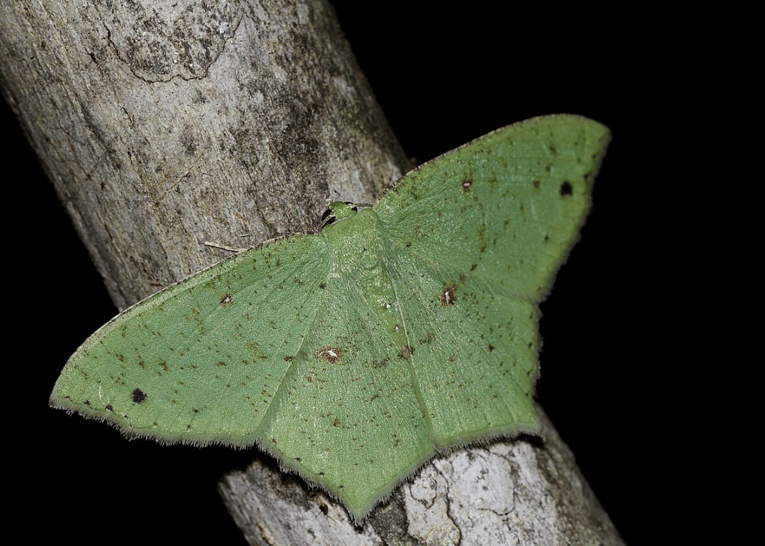 Moth (D. plana)