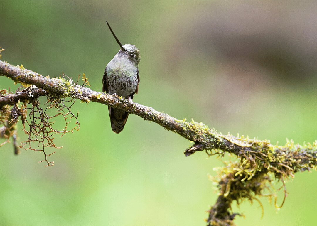 Green-fronted lancebill
