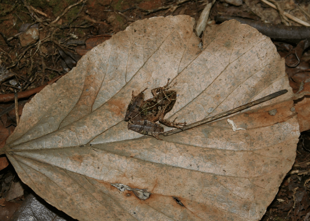 East Betsileo Madagascar frog