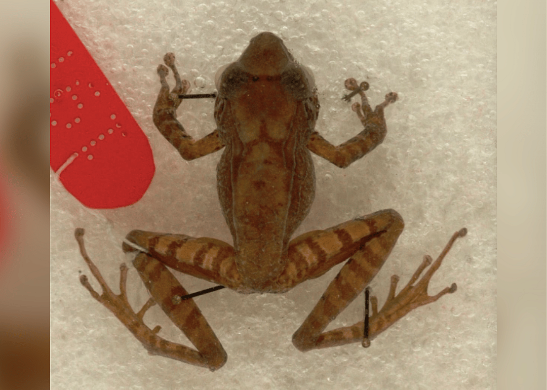 Tandroka Madagascar frog