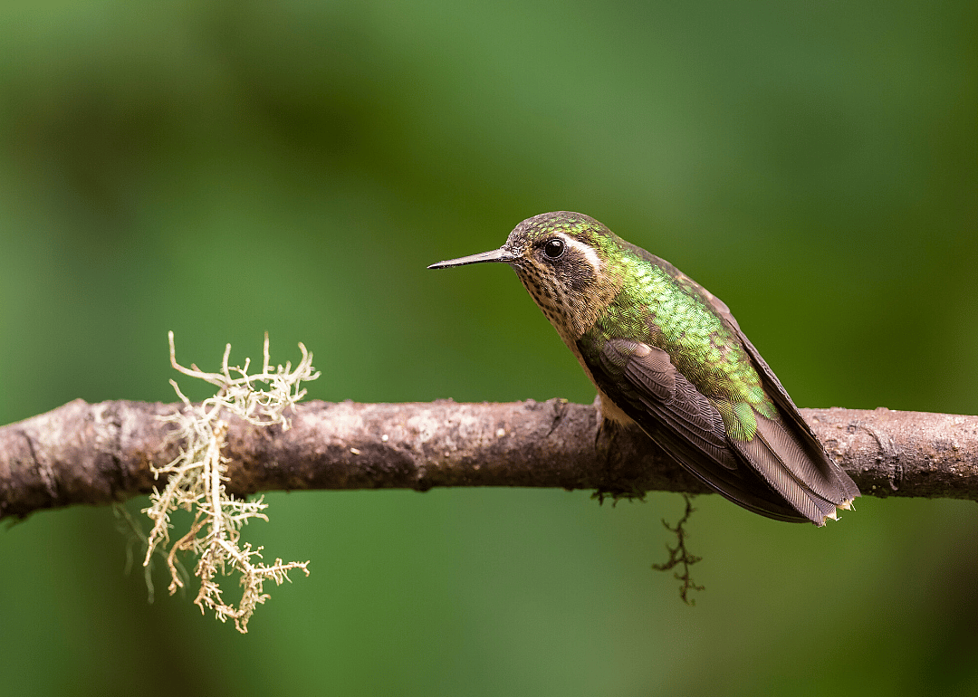 Speckled hummingbird