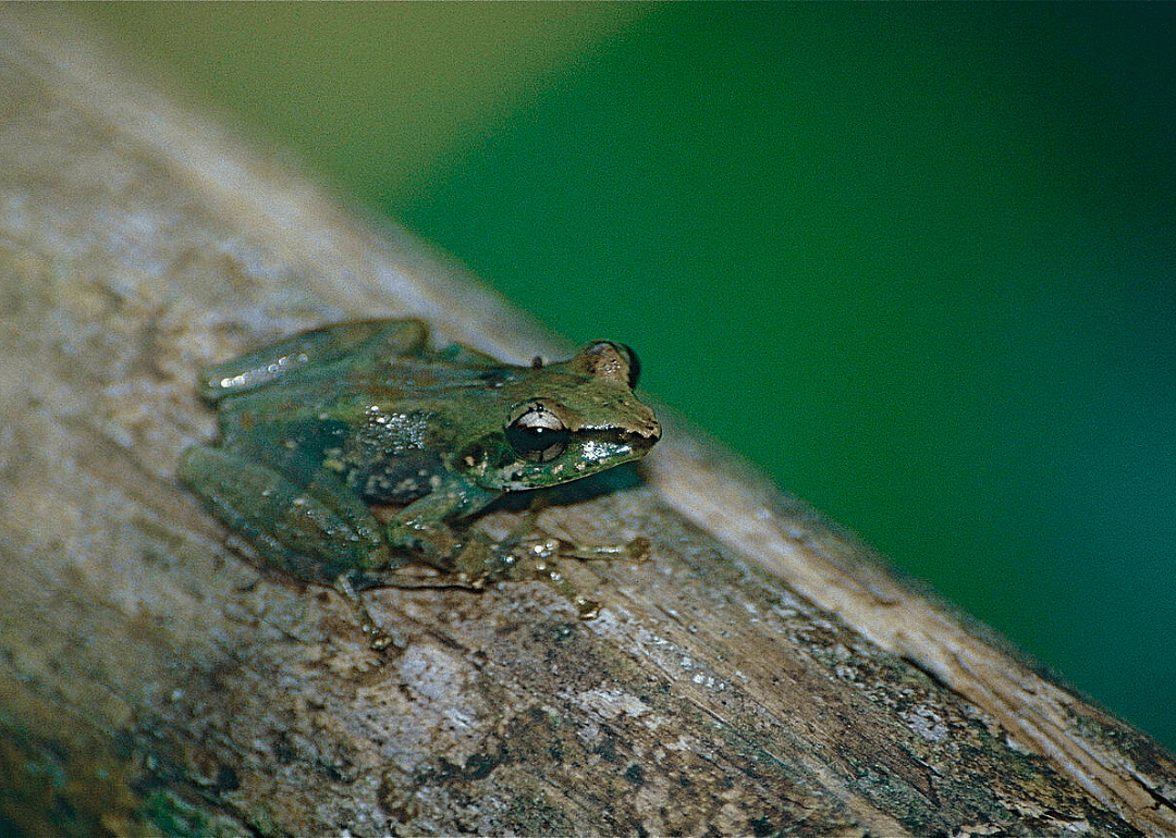 Tree frog (G. liber)