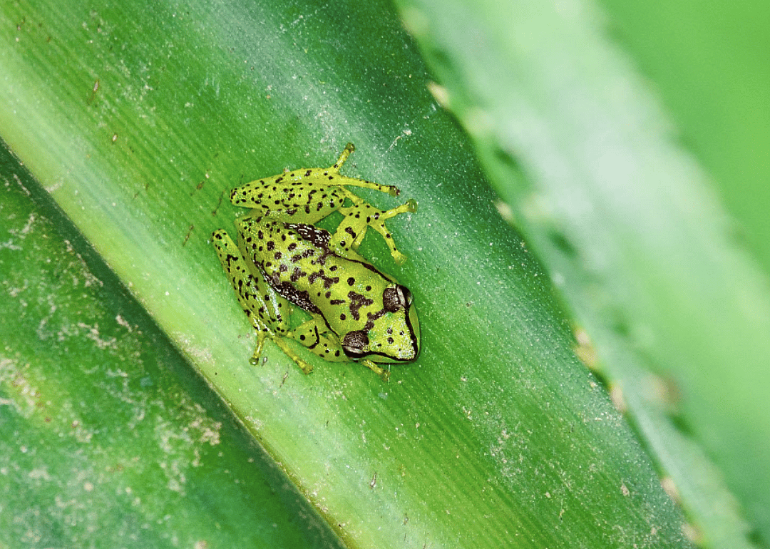 Guibemantis A