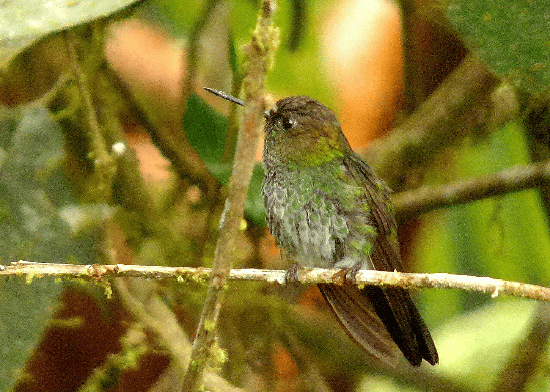 Greenish puffleg