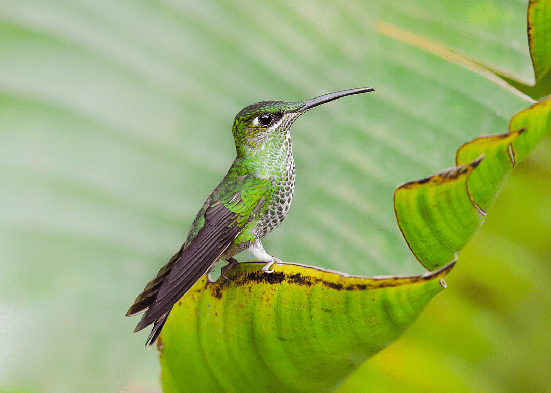 Violet-fronted brilliant