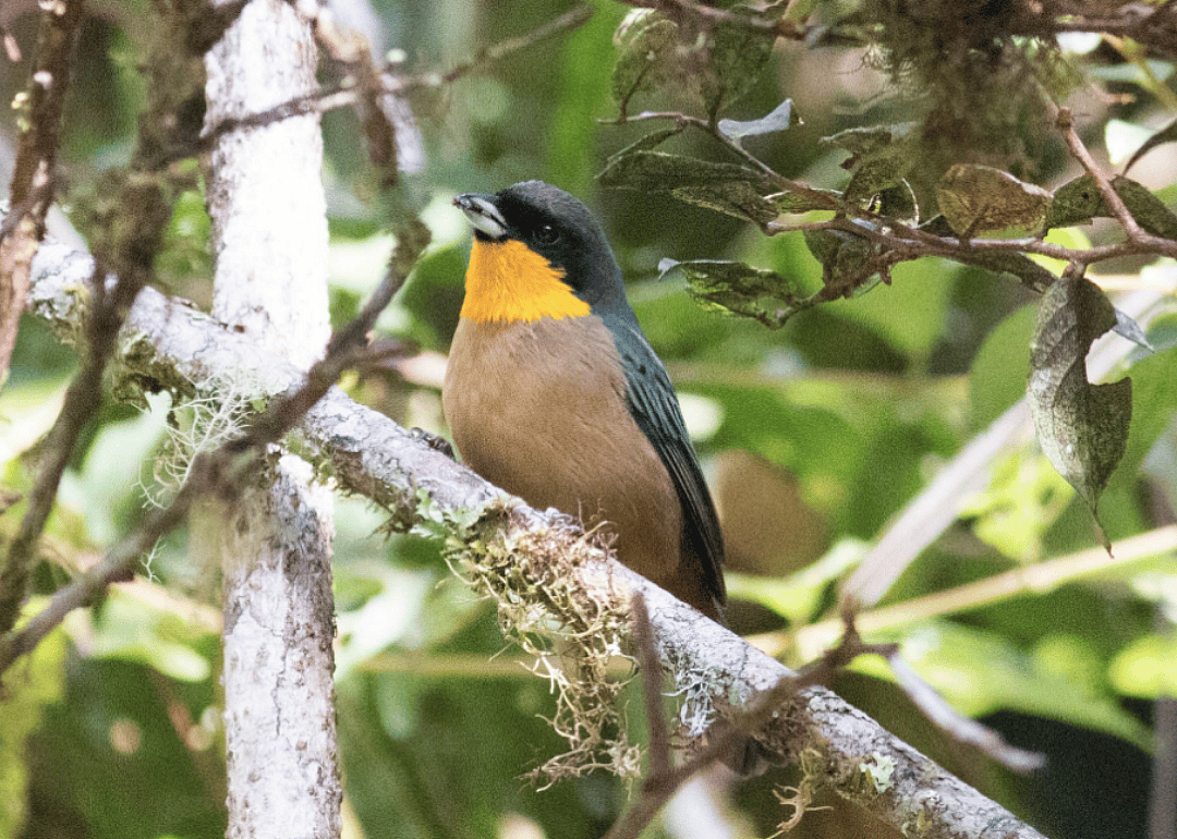Yellow-throated tanager