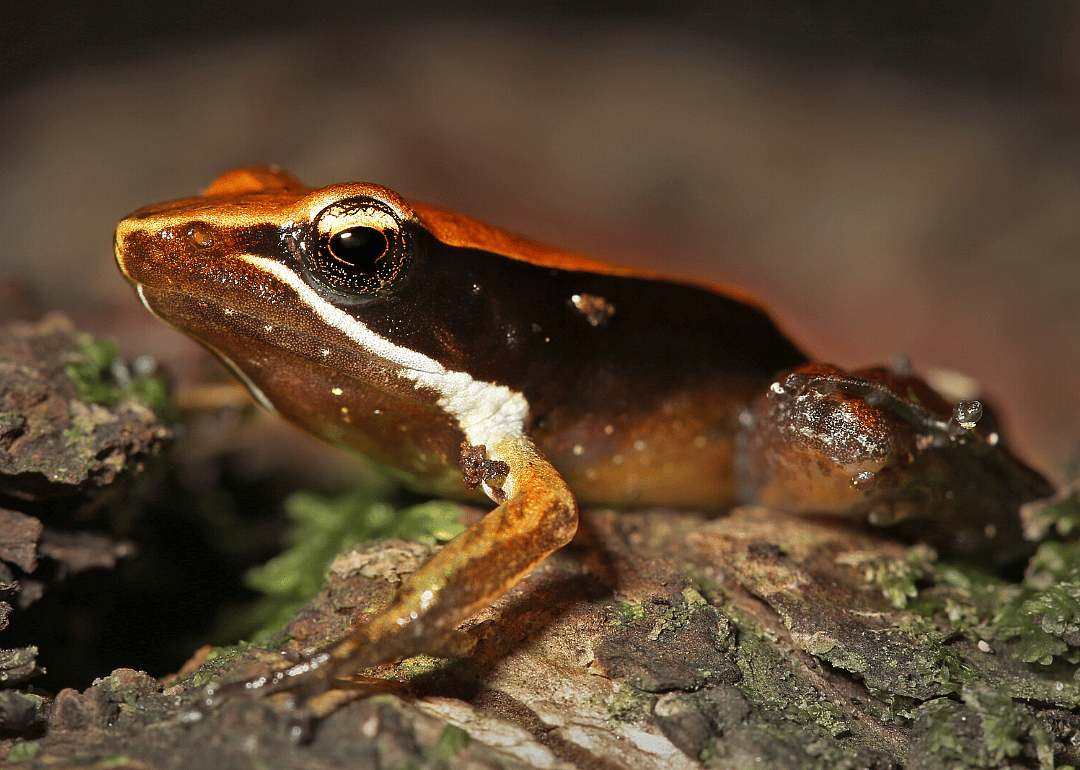 Tree frog (M. opiparis)