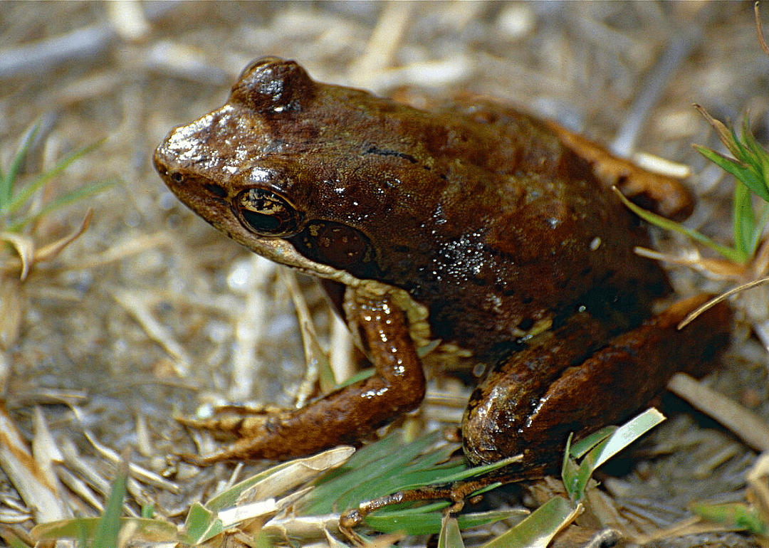 Frog (M. femoralis)